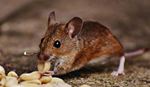 24 Hour & Emergency Exterminators in Riverside, IA